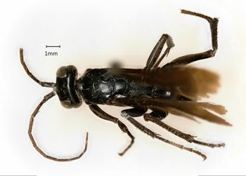 Media type: image;   Entomology 13657 Aspect: habitus dorsal view